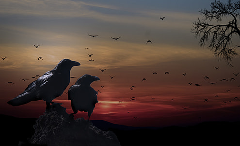 two Ravens on hill thumbnail