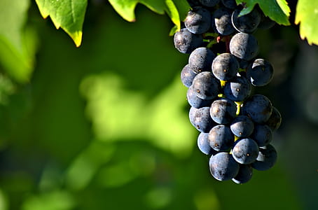 selective focus photography of grapes thumbnail