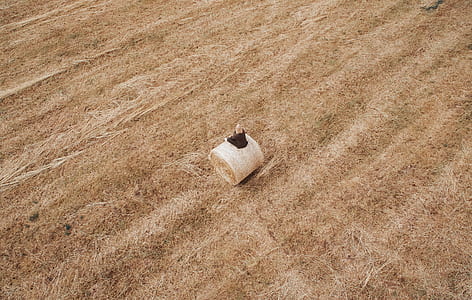 woman sitting on hay during daytime thumbnail