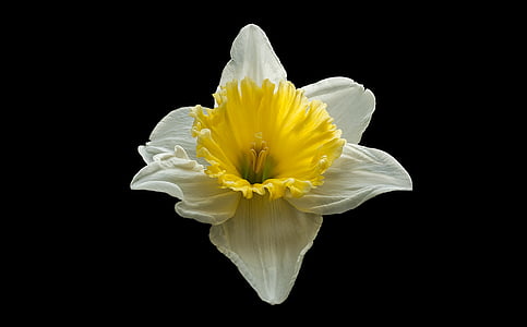 white and yellow petaled flowers in dark surface thumbnail
