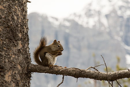 squirrel on branch thumbnail