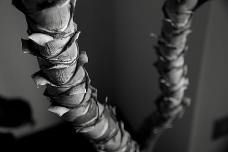 black-and-white, dark, plant, blur thumbnail