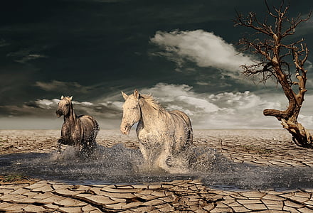 two gray and white horse walking on body of water thumbnail