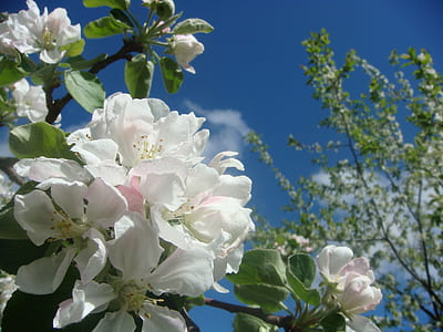 closeup photography of white petaled flowers thumbnail