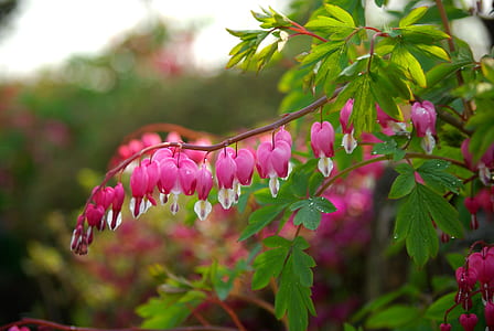 shallow focus photography of pink flowers thumbnail