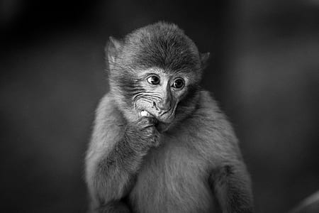 monkey in grayscale photography thumbnail