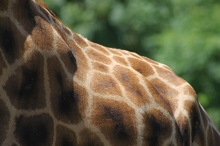 closeup photo of giraffe thumbnail
