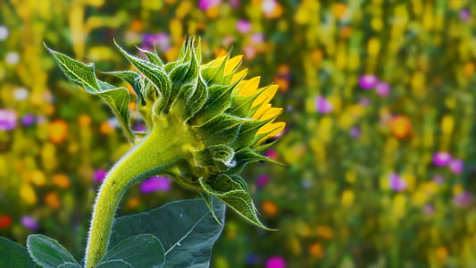 green flowering plant thumbnail