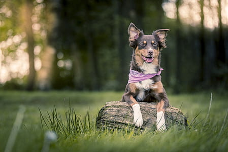 medium short-coated tricolor dog on selective focus photo thumbnail