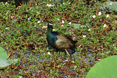 Bronze-Winged Jacana, Metopidius Indicus thumbnail