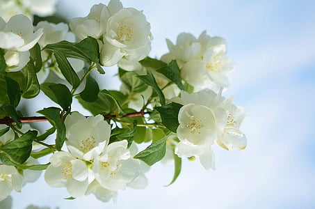 shallow focus photography of white flowers thumbnail