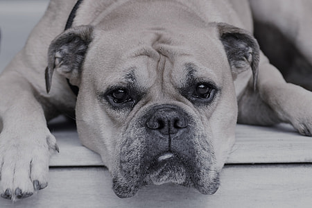 grayscale photography of American bulldog lying on floor thumbnail