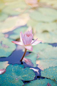 pink lotus flower thumbnail