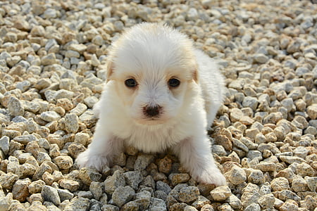 white short-coated puppy thumbnail