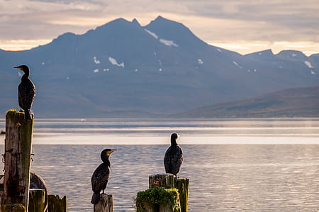 birds on stones thumbnail