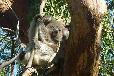 Kuala hanging on tree thumbnail