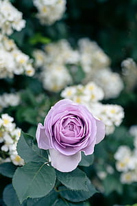 macro photography of pink rose flower thumbnail