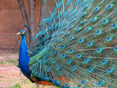 photo of blue and green peacock thumbnail