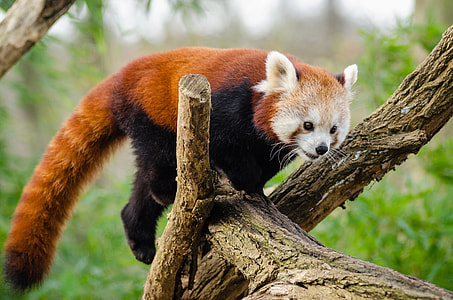 red panda on tree during daytime thumbnail