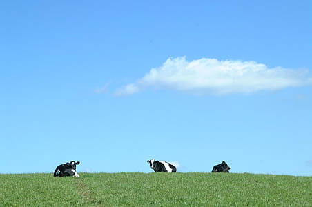 three white-and-black cows on green grass lawn during daytime thumbnail
