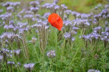 selective focus of red petaled flower with purple flowers thumbnail