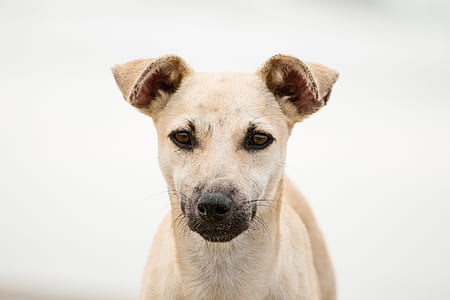 short-coated brown dog thumbnail