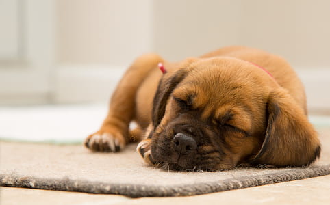 animal, dog, pet, cute thumbnail