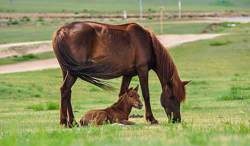 brown horse and baby horse thumbnail
