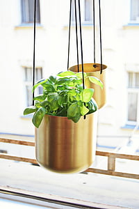 green leafed plant on hanging pot near window thumbnail