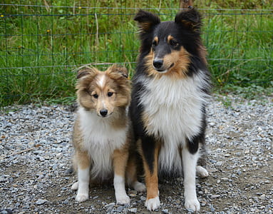 two adult rough collie and shetland sheepdog on focus photo thumbnail