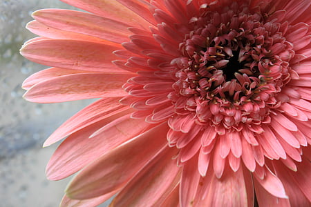 pink Gerbera flower macro photography thumbnail