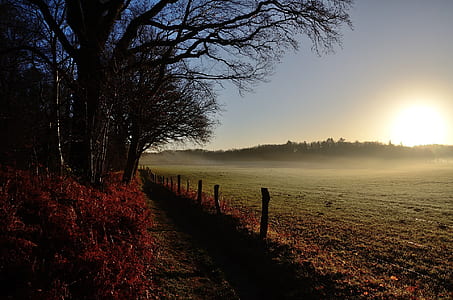 nature photography of tree at daytime thumbnail