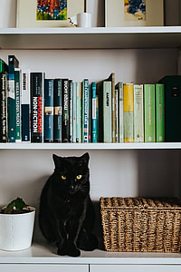 Black cat by a wicker basket on a white bookcase shelf thumbnail