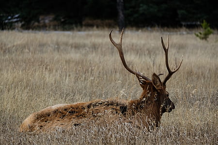 brown reindeer on field thumbnail