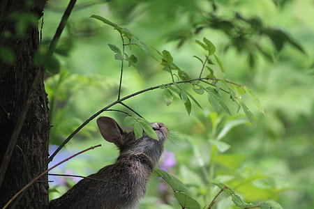 selective focus photography gray animal near tree thumbnail