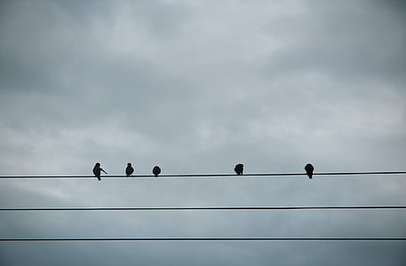 five bird perched on utility wire thumbnail