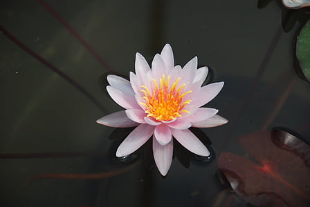 pink water hyacinth on body of water thumbnail