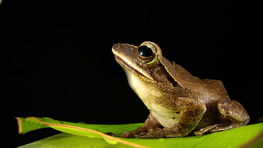 brown frog thumbnail
