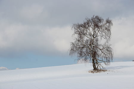 brown bare tree on white snowfield thumbnail