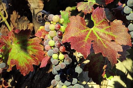 green and grapes fruit during daytime thumbnail