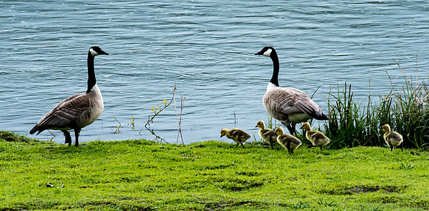 flock of ducks walking on green grass near river thumbnail