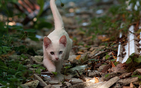 selective focus photography of white kitten walking on floor thumbnail