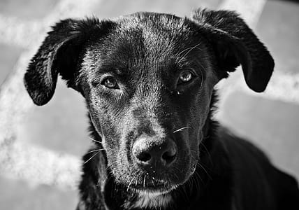 grayscale photography of short-coated dogh thumbnail