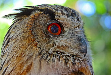 closeup photo of brown owl thumbnail