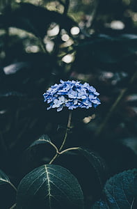 selective focus photography of blue hydrangea flower thumbnail
