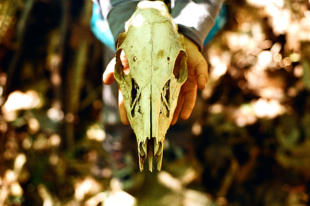 person holding white animal skull thumbnail