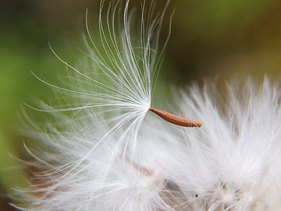 selective focus photograph of white dandelion thumbnail