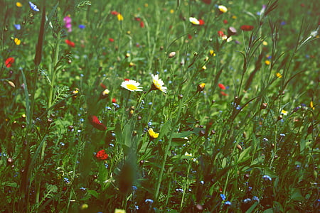 white and red flowers thumbnail