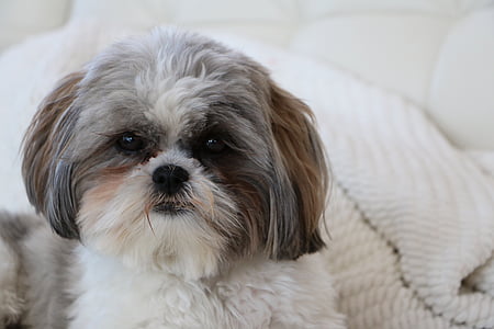 adult gray and white shi tzu next to white textile thumbnail