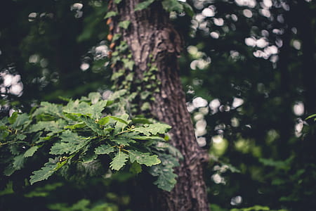green leafed trees thumbnail